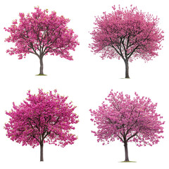 Obraz premium Four Pink Blossom Trees on White Background