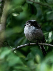 A small songbird perched on a tree branch in a lush green natural setting