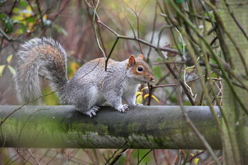 Grey squirrel on the trellace
