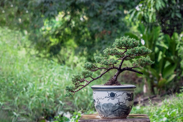 juniper pine bonsai in a ceramic pot on nature background
