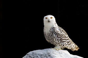 Smiling owl. Snowy owl, Bubo scandiacus, perched on snowy stone isolated on natural black background. Arctic owl. Beautiful white polar bird with yellow eyes. Wild winter nature. Raptor in habitat.