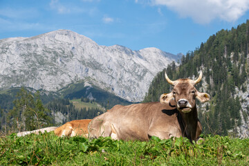 Braunvieh cow brown cattle or Swiss Brown at Priesbergalm meadow with Hoher Goell mountain range in the back, Berchtesgaden national park, bavaria, germany