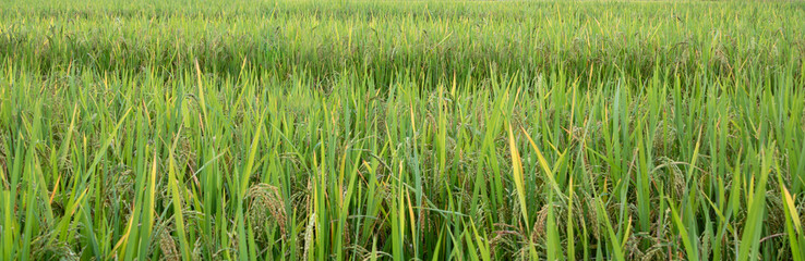 A close-up image of a vibrant green rice in field. The rice plants stand tall and healthy, creating a dense and uniform carpet of green foliage. Organic rice fields or paddy field prepare the harvest.