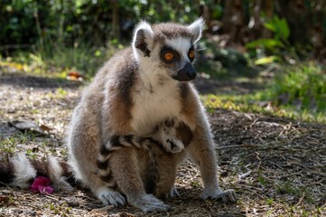 Ring-tailed lemur (Lemur catta), with cub. Nature of Madagascar.