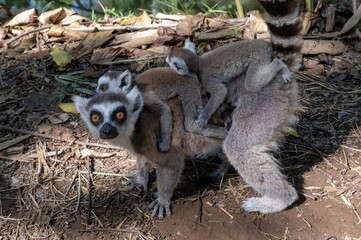 Ring-tailed lemur (Lemur catta), with cub. Nature of Madagascar.