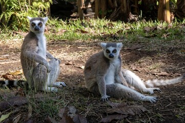 The ring-tailed lemur (Lemur catta), Nature of Madagascar