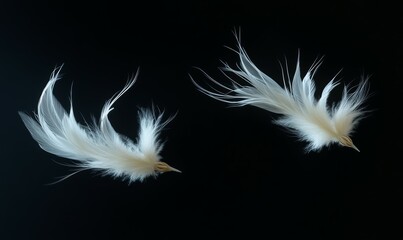 Isolated on a dark black background, three white feathers float in the air
