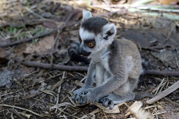 Baby ring-tailed lemur (Lemur catta).Nature of Madagascar.
