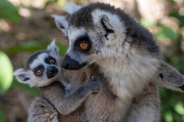 Ring-tailed lemur (Lemur catta), with cub. Nature of Madagascar.
