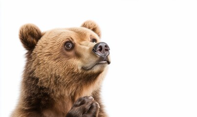 Fototapeta premium A close-up of a bear looking upward with a curious expression.