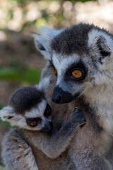 Ring-tailed lemur (Lemur catta), with cub. Nature of Madagascar.