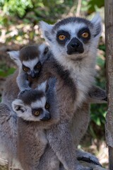 Fototapeta premium Ring-tailed lemur (Lemur catta), with cub. Nature of Madagascar.