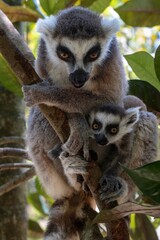 Ring-tailed lemur (Lemur catta), with cub. Nature of Madagascar.