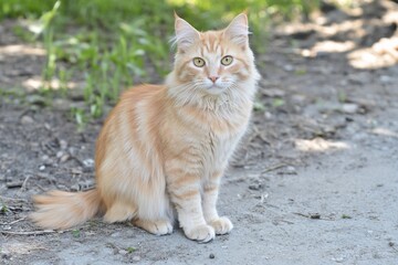 A fluffy orange cat sits on a dirt path surrounded by greenery.
