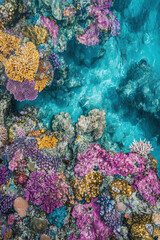 Obraz premium reef