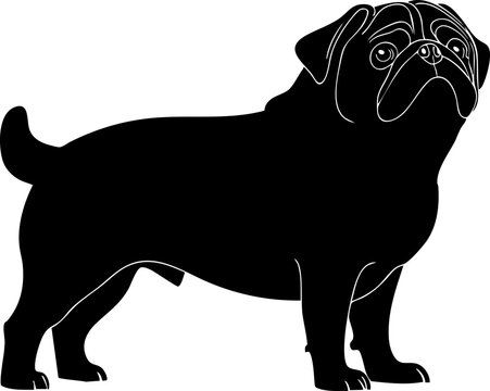 recommend clip art: Black and white silhouette of a pug dog illustration.