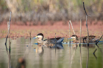 silver teal or versicolor teal (Spatula versicolor) on a pond at reserva ecologica costanera sur...
