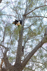 a cat climbing a tree to hunt birds. Skillful wild stray cat with cold stare