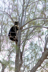 a wild cat climbs to safety in a tree on the upper branches.