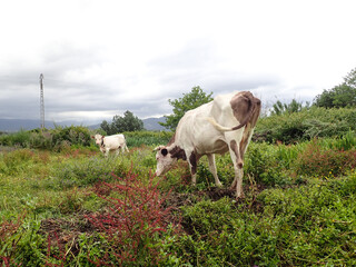 Fototapeta premium Cows on a green field and blue sky, grazing cows in a meadow with green grass and in the background the blue sky clouds and sea, Black and white cows in a grassy field In Algeria on Africa.