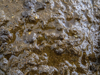 Cow dung cake on grass closeup. A detailed view of cow dung on a lush green grass field, Cow manure on the farm in the cow grazing area where it is used as organic fertilizer for plants.