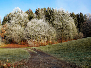 Forest edge covered with frost crystals with dirt road in foreground on sunny day