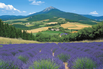 Lavender fields and mountains under a sunny sky.