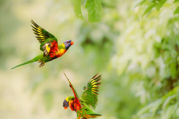 The rainbow lorikeet is a species of parrot found in Australia. It is common along the eastern seaboard, from northern Queensland to South Australia. 