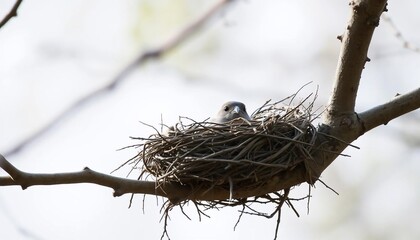 Bird in Nest Tree Branch Wildlife Nature Spring