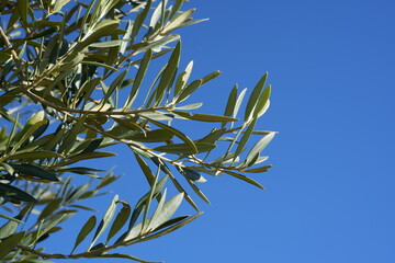 olivo
