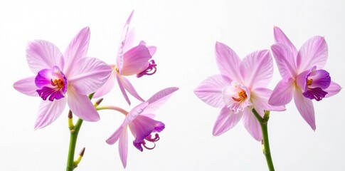 Delicate pink and purple bell-shaped flowers with blotches against a white background, pink, purple flowers