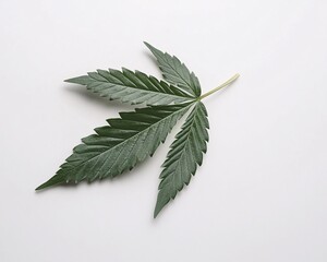 leaf on a wooden background