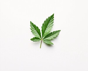 Fototapeta premium nettle leaves