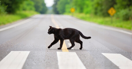 Black cat walking across a rural road