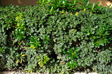 closeup nature view of green leaf background. Flat lay, tropical leaf Used as a background
