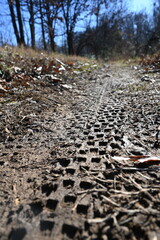 Close up of mountain bike tire track in mud