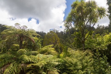 Fototapeta premium Dense, lush forest canopy with ferns and palm trees. Sunlight filters through the foliage. Natural beauty. Cascade Kauri Walk, Waitakere Ranges, Auckland, New Zealand