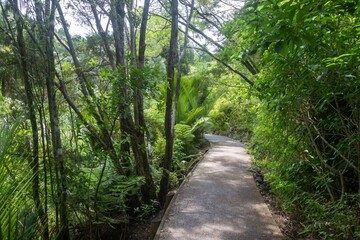 Obraz premium Tranquil pathway through lush New Zealand forest. Sunlight filters through the trees. Nature's beauty. Cascade Kauri Walk, Waitakere Ranges, Auckland, New Zealand