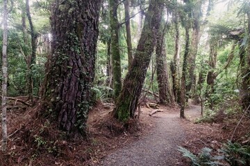 Fototapeta premium Tranquil forest path winds through lush greenery. Sunlight filters through the canopy, illuminating the mossy, ancient trees. Cascade Kauri Walk, Waitakere Ranges, Auckland, New Zealand