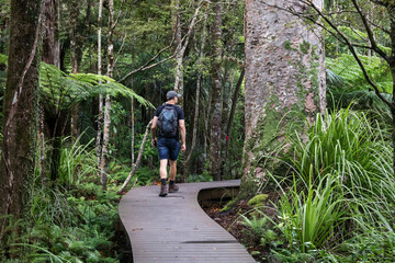 Hiker enjoying a tranquil walk on a wooden boardwalk through a lush New Zealand forest. Nature...