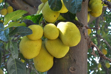 imagem de frutas jaca