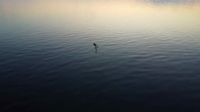 Drone footage capturing a dead tree floating on a quiet, inert St. Lawrence River during rosy evening light in Quebec, Canada