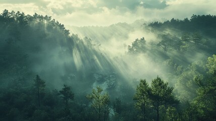 Mysterious mist rising over lush forest landscape nature photography serene environment aerial view ethereal concept