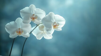 Obraz premium a close up photo of a white orchid flower isolated on a white background white orchid