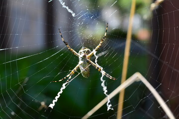 imagem de uma aranha em sua teia