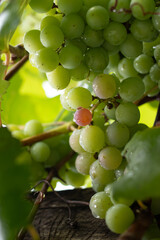 bunch of grapes on vine