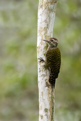White-spotted Woodpecker on tree trunk