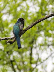 Obraz premium Surucua Trogon on tree branch
