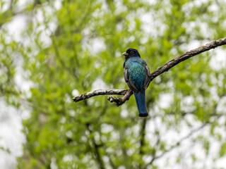 Surucua Trogon on tree branch