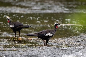 Black-fronted Piping Guan  standing in shallow water